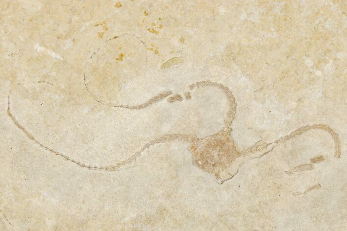 Jurassic Brittle Star Fossil - Solnhofen #256673